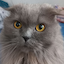 FluffyCraft